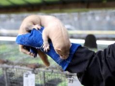 Niespodziewany zwrot. Bruksela nie zakaże hodowli zwierząt futerkowych