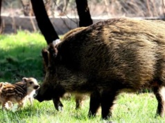 Przy szpitalu psychiatrycznym pracownicy miasta zabili lochę z dziećmi  