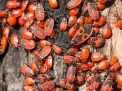 Pojawiają się masowo. Najgorsze, co możesz zrobić, gdy je spotkasz