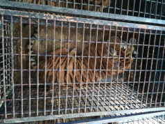 Transport śmierci. Poznamy wyrok sądu w sprawie transportu tygrysów