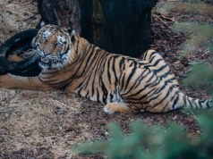 Transport tygrysów z Włoch do Rosji. Sąd w Lublinie utrzymał wyrok
