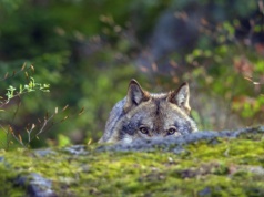 Przerażający drapieżnik podszedł blisko. Internauci zamarli