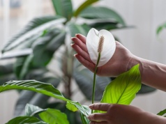 Dosy do wody i podlej skrzydłokwiat. W końcu ruszy z kwitnieniem