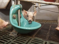 Ukryta anemia prosiąt zjada zysk. Jedna „obowiązkowa” dawka żelaza już nie wystarcza