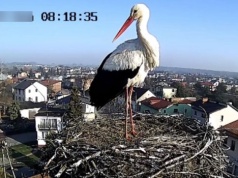 Słynny bocian właśnie przyleciał z Afryki prosto do gniazda w Świerklańcu