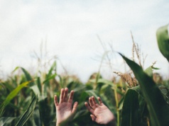 Uprawa kukurydzy na biogaz zła, ale import biopaliw już nie. Jest klimat dla biometanu na Ukrainie?