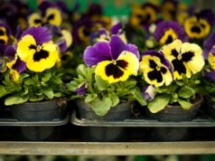 Co szkodzi bratkom? Te rośliny lepiej sadzić osobno