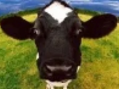 Do Polski trafiła wołowina z Urugwaju zawierająca przekroczenie normy progestero