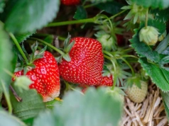 Zmieszaj z wodą i mlekiem. Ta wiosenna odżywka sprawi, że truskawki będą ogromne i słodkie