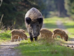 Dziki i niedźwiedzie na dnie morza w Europie. Nowe odkrycie