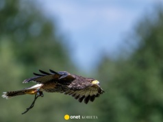 Nad warszawskim osiedlem latają jastrzębie. Mają odstraszać mewy