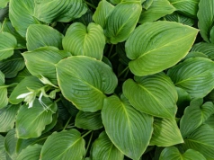 Masz cień w ogrodzie? Posadź te byliny, a sąsiedzi będą zazdrościć. TOP 10 hitów ogrodników