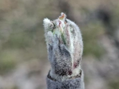 Kiedy pierwszy zabieg na parcha? Na razie zarodniki nie są dojrzałe