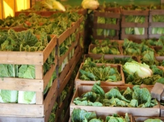 Kapusta z Ukrainy dla desperatów, ale po 2 zł/kg. Polskę zalewa towar z zagranicy