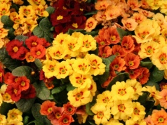 Twoje prymulki będą kwitły najdłużej w okolicy. Wystarczy, że zrobisz to