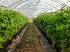 Tunel foliowy czy szklarnia? Porównanie kosztów, trwałości i efektywności uprawy warzyw