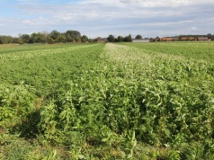 Chcesz żyznej gleby? Zacznij od zmianowania bez błędów