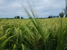 40 nowych odmian zbóż ozimych. Sprawdź, co trafiło do rejestru