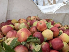 Nie tylko drogi gaz. Dlaczego ceny jabłek przemysłowych spadają w marcu 2026?