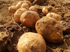 Sól niszczy ziemniaki na Cyprze. Plantatorzy liczą straty