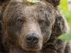 Niedźwiedzica z wrocławskiego zoo obudziła się z zimowego snu. Będzie można ją zobaczyć z nowej kładki