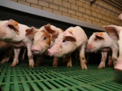 Ceny tuczników 19.03.2026: WBC i żywiec znów do góry!