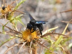 Znów są w Polsce. Oto co musisz zrobić, gdy zobaczysz