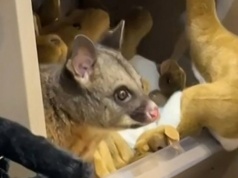 Pracownicy byli w szoku. Wśród pluszaków ukrył się żywy torbacz