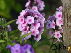 Kwitną od kwietnia do października. Hortensje przy nich wypadają blado