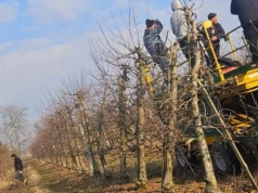 Po pożarze nie został sam. W Janowie 30 osób pomaga dziś w cięciu sadu