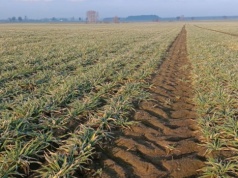 Jak mikroorganizmy w glebie pomagają roślinom pobierać minerały