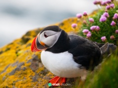 Tysiące martwych ptaków na wybrzeżach Europy. Naukowcy alarmują o skali tragedii