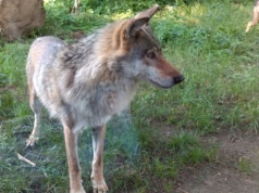 Wilcze ścieżki wokół Trzebnicy. W lutym zaobserwowano kilka osobników