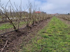 Na plantacjach porzeczki widać już zieleń. Właśnie teraz zaczyna się najważniejszy moment