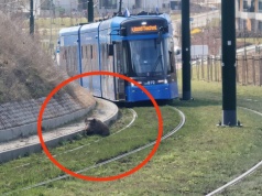 Dzik na torach i zasłabnięcie pasażera. Poranek z utrudnieniami w Krakowie