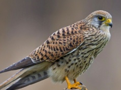 Najbardziej fascynujący ptak drapieżny. W powietrzu jest mistrzem