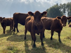 623 kg skażonej wołowiny z Urugwaju. Jak mięso z Ameryki Południowej trafiło do Polski?