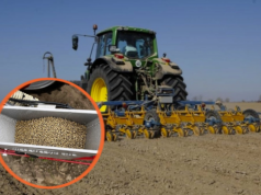 Buraki cukrowe siać już czy poczekać? Nie sam termin decyduje o starcie