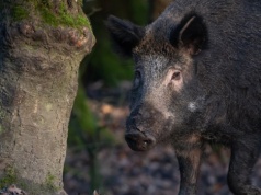 Niecodzienna sytuacja w Krakowie. Dzik wstrzymał ruch tramwaju