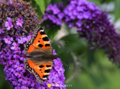 Posadź w ogrodzie. Ten krzew przyciąga motyle jak magnes