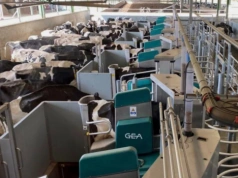 60 robotów i tysiące krów. W Ukrainie powstaje mleczny gigant