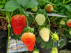 Robią to na całym świecie, tylko nie w Polsce. Przed sezonem truskawek czas na taki ruch