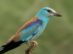 Quiz ornitologiczny dla miłośników przyrody. Ile punktów zdobędziesz?