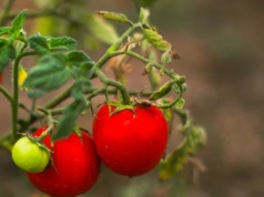 ​Podlewam tym pomidory od wiosny. Latem nie nadążam zbierać owoców