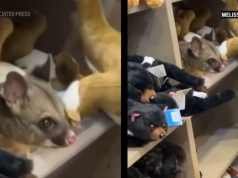 Nietypowy gość na lotnisku. Wśród pamiątkowych maskotek pojawił się… prawdziwy opos!