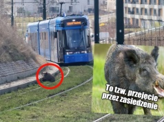 Kraków: ruch tramwajowy został zablokowany przez dzika, który klapnął sobie wygodnie na torach