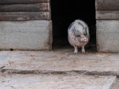 Chcesz się wyprowadzić z miasta? Rząd planuje specjalne przepisy