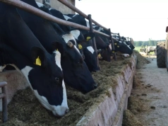 Dopłaty do krów i bydła 2026: ile zł za sztukę, jaki wiek i ile maksymalnie zgłosić?