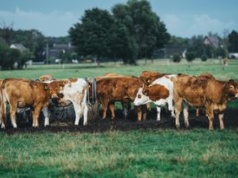 Chcą nazwać wioskę imieniem Putina. To dla ochrony krów
