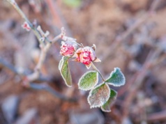 Pogoda na piątek | Uwaga na nocne przymrozki